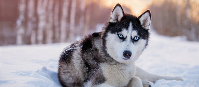 Can you name this breed?
A wolf-like canine featuring a dense double coat, pointed ears, and striking blue or multicolored eyes — developed for pulling sleds in Siberia.